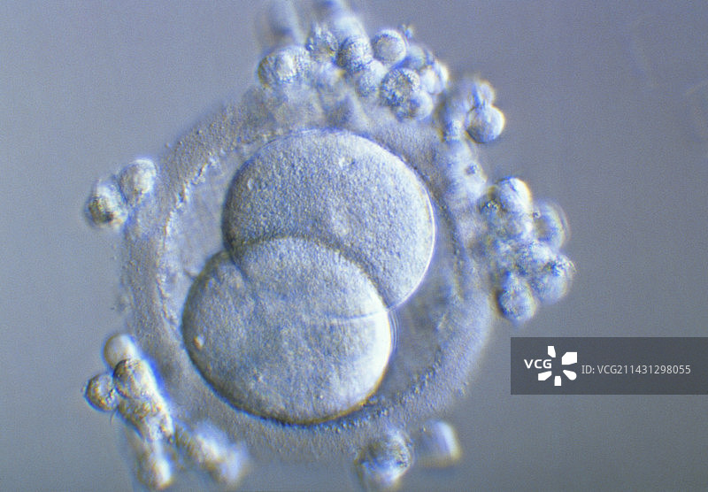两细胞胚胎图片素材