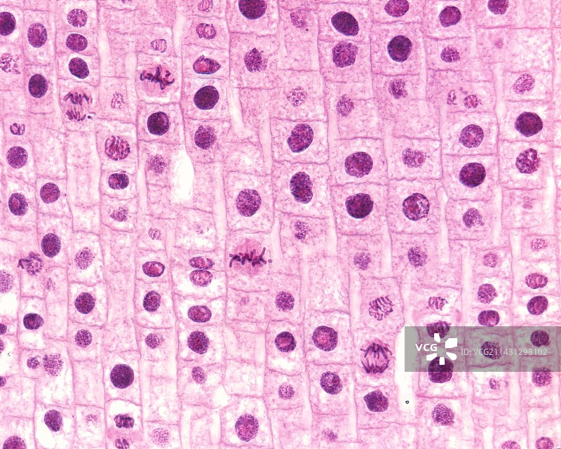 有丝分裂，光学显微照片。图片素材
