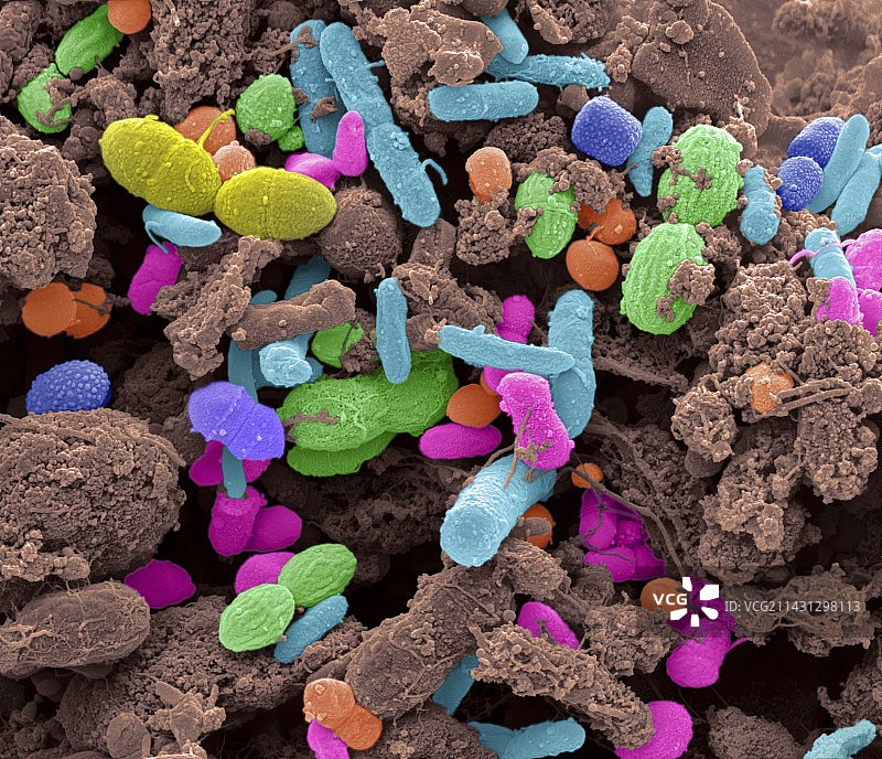 粪便细菌扫描电镜图图片素材