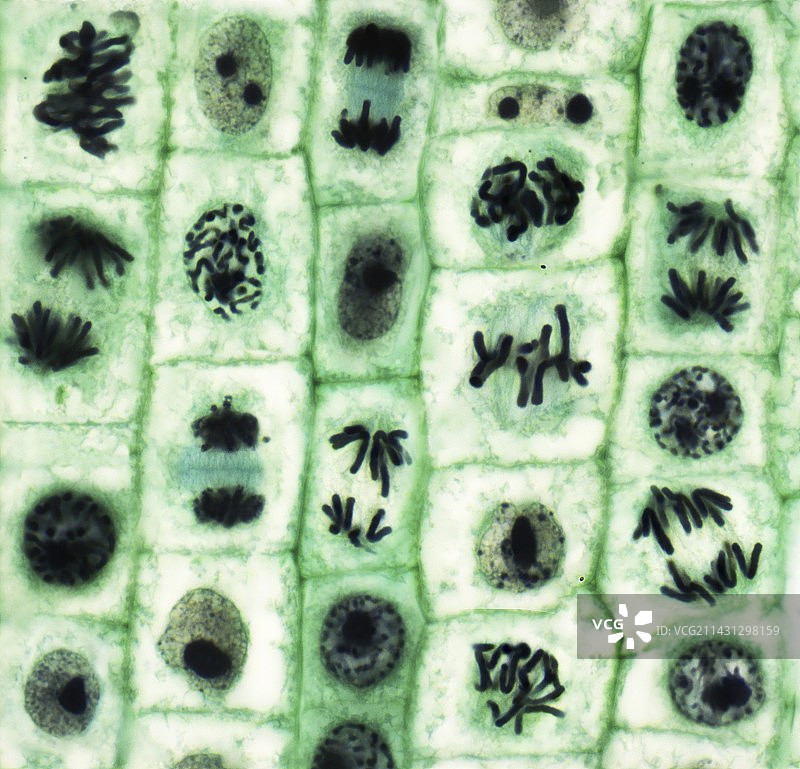 有丝分裂，光学显微照片。图片素材
