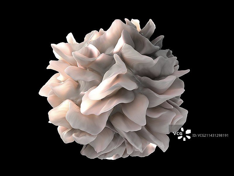 树突状细胞扫描电镜图图片素材