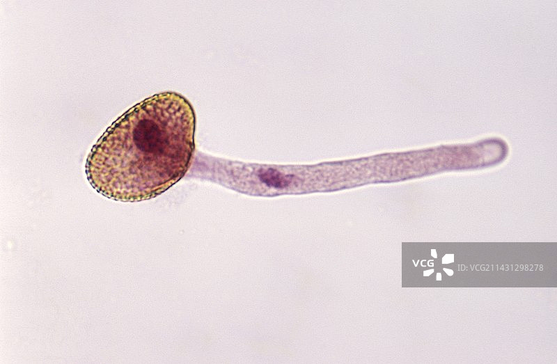 百合花萌发的花粉，光学显微照片图片素材