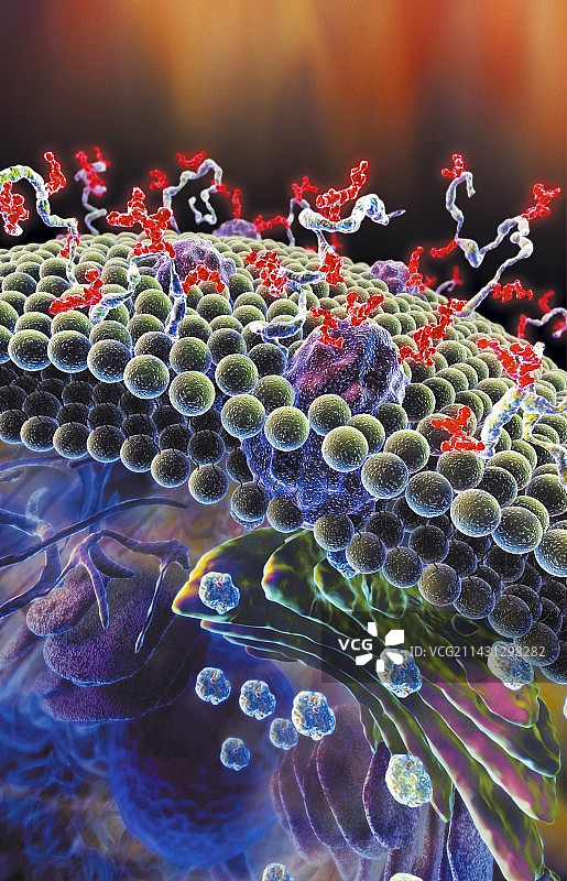 细胞膜糖类图片素材