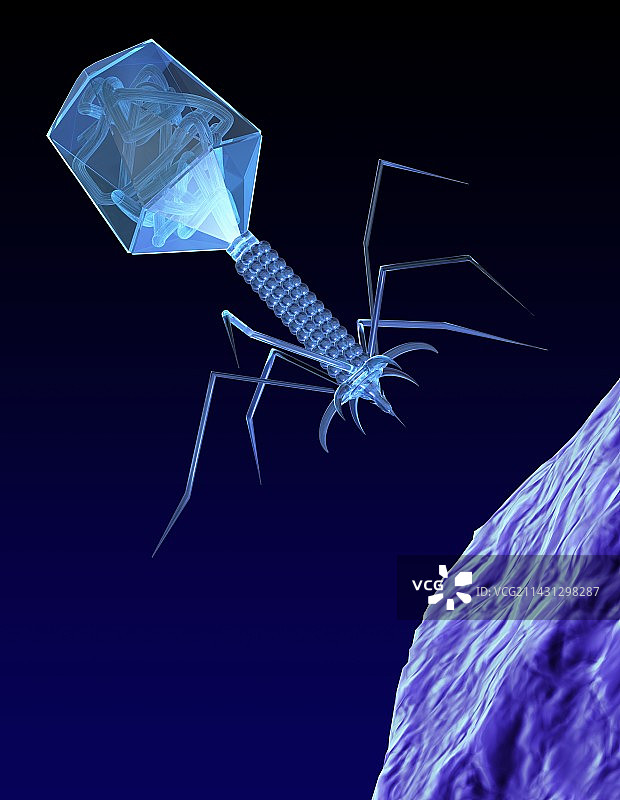 噬菌体病毒图片素材