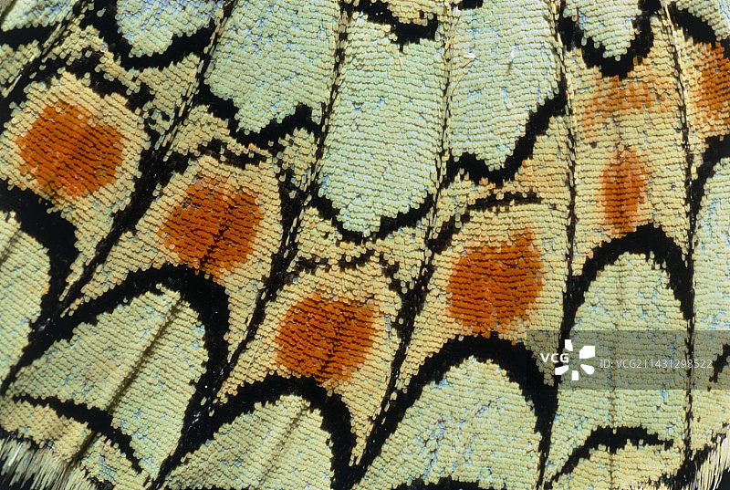 蝴蝶翅膀的特写镜头图片素材