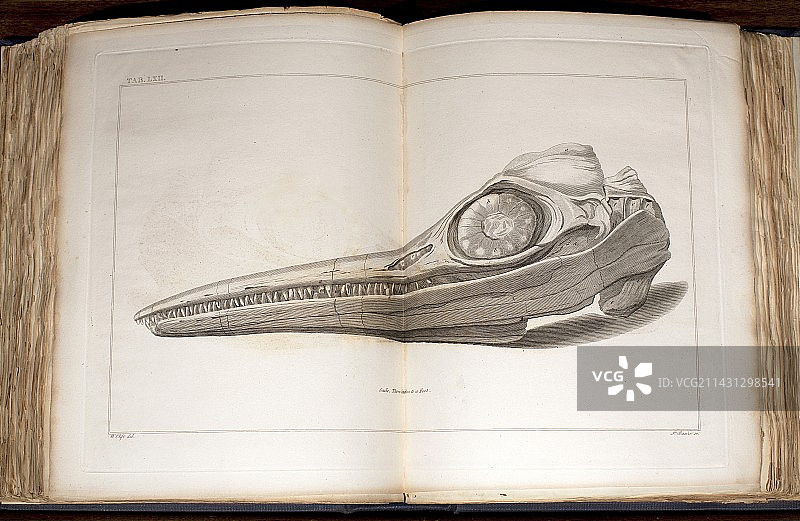 1814年玛丽·安宁首次发现鱼龙颅骨图片素材