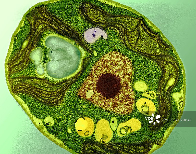 莱茵衣藻（透射电镜）图片素材