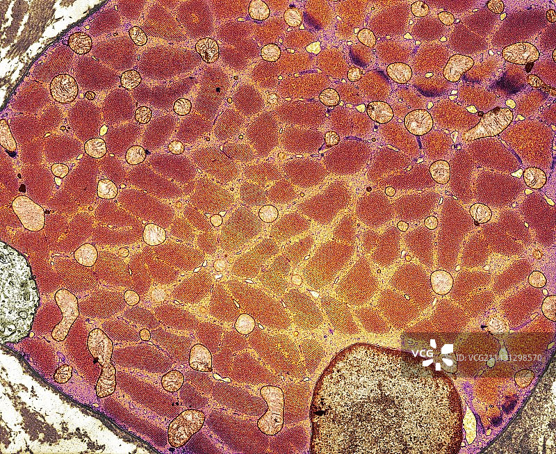 骨骼肌细胞TEM图片素材