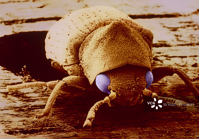 窃蠹甲虫的伪彩色扫描电镜图像图片素材