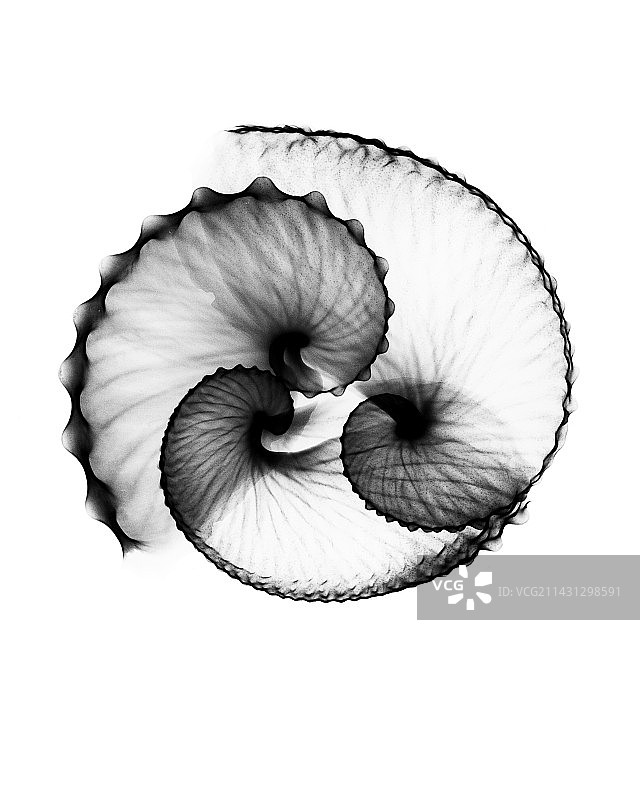 鹦鹉螺壳X光片图片素材