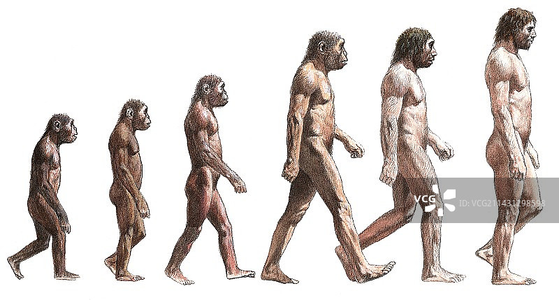 人类进化时间轴艺术图图片素材