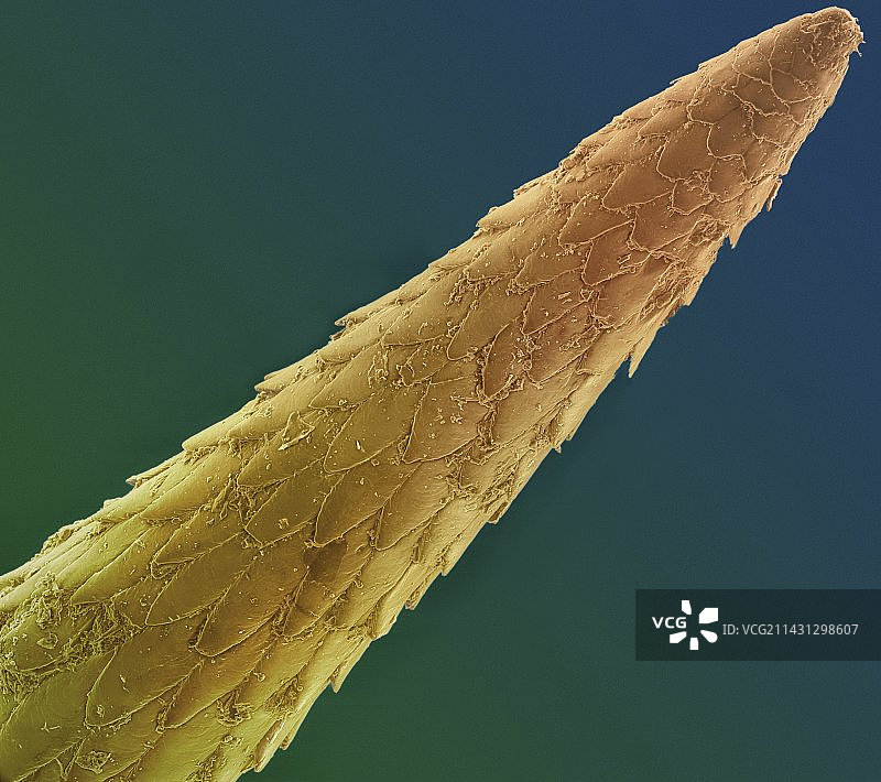 豪猪的刺，扫描电子显微镜图片素材