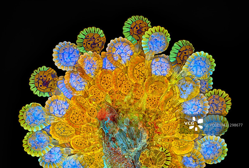 蕨类植物孢子囊群和孢子盒，荧光显微照片图片素材