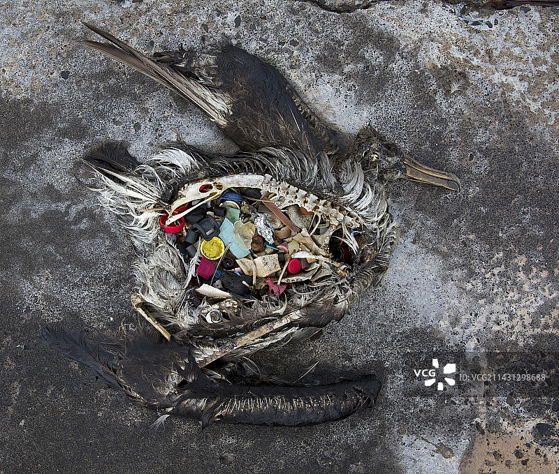 死亡的信天翁图片素材