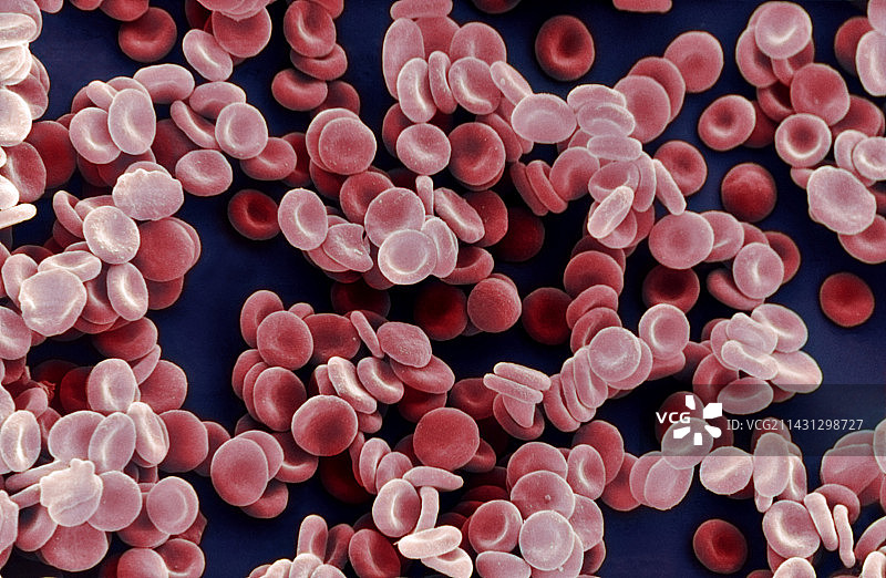 红细胞扫描电子显微镜图像图片素材