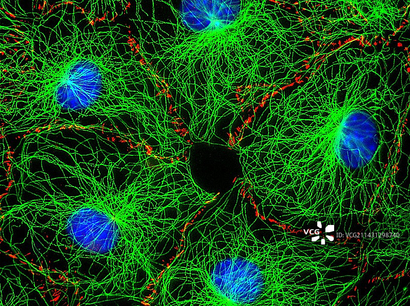 成纤维细胞荧光显微照片图片素材
