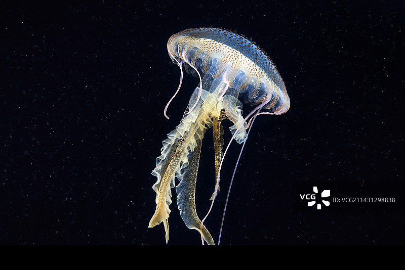 淡紫色刺胞水母图片素材