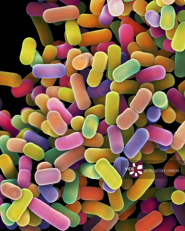 植物乳杆菌细菌扫描电镜图图片素材