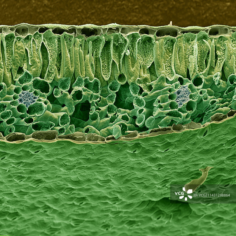 圣诞蔷薇叶，扫描电镜图片素材