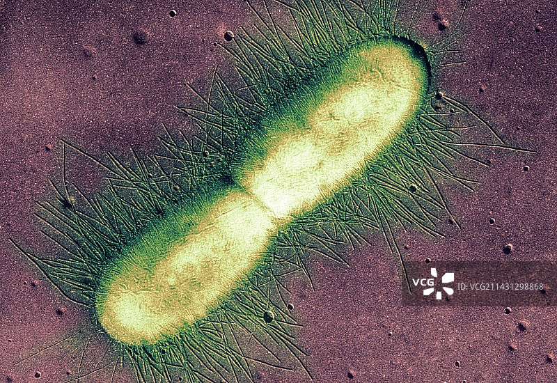 大肠杆菌（透射电镜）图片素材
