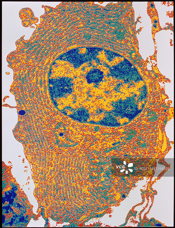 人体细胞图片素材