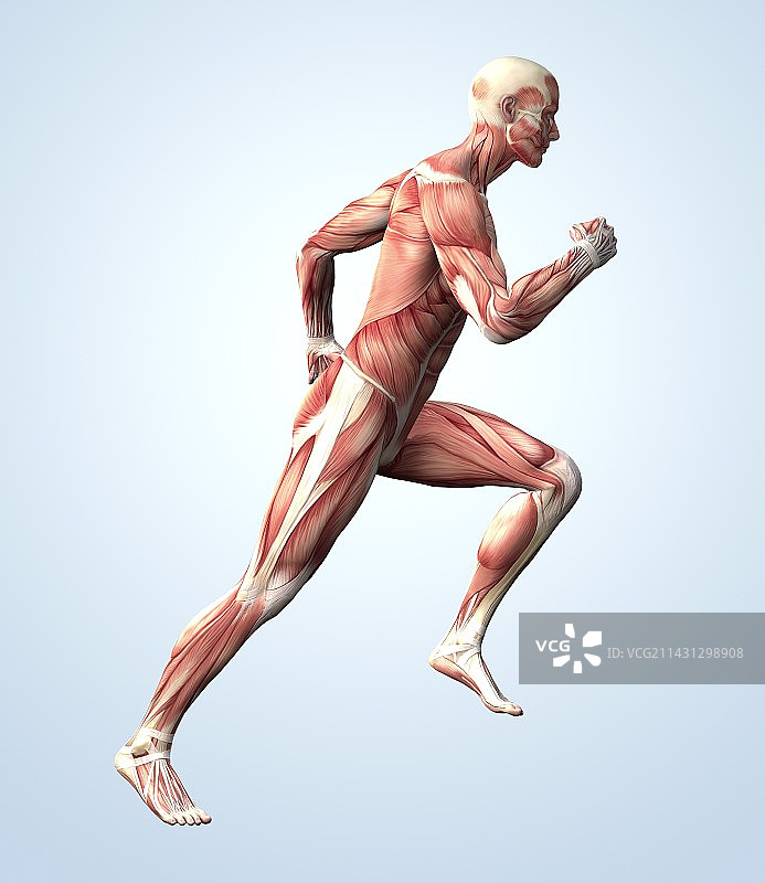 肌肉系统图片素材