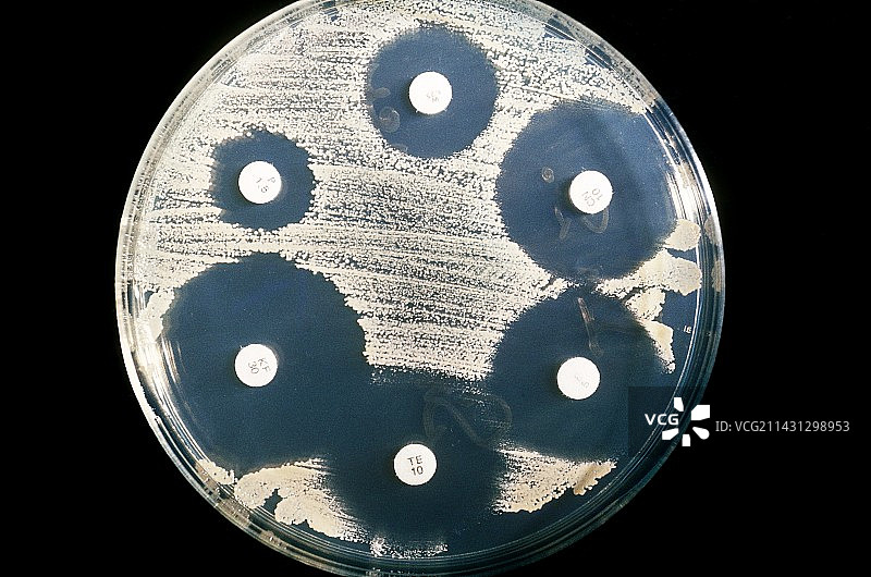 抗生素敏感性测试图片素材