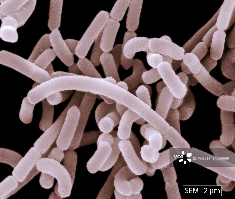 嗜酸乳杆菌（扫描电镜）图片素材