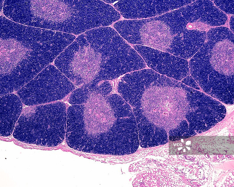 胸腺浅显微照片图片素材