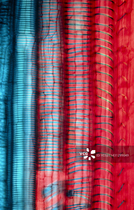 蓖麻油植物中螺旋加厚的木质部图片素材