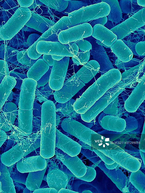 脆弱拟杆菌属细菌扫描电镜图图片素材