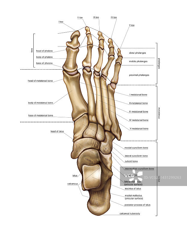 足部骨骼艺术图图片素材