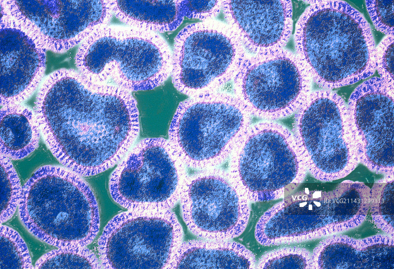 流感病毒图片素材