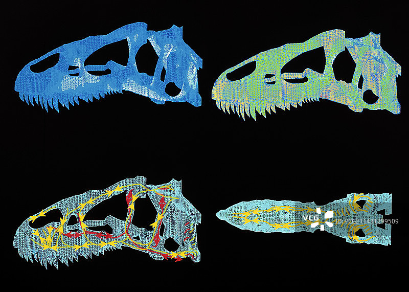 恐龙骨骼计算机模型图片素材