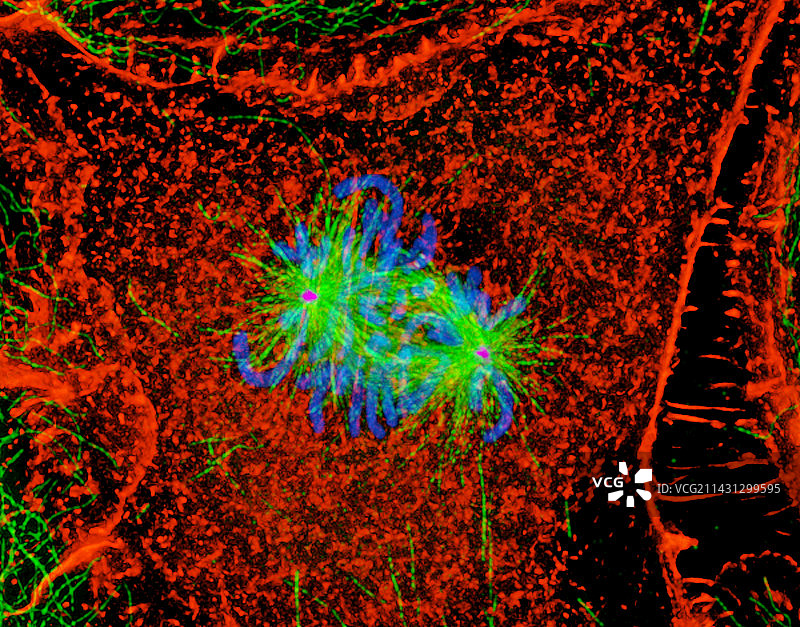 有丝分裂细胞分裂图片素材