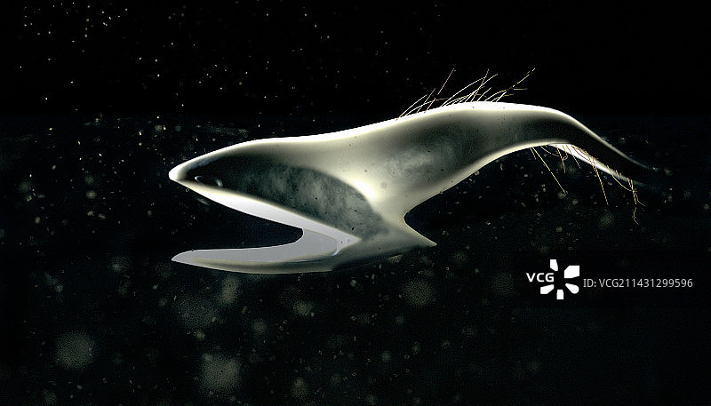 鹈鹕鳗图片素材