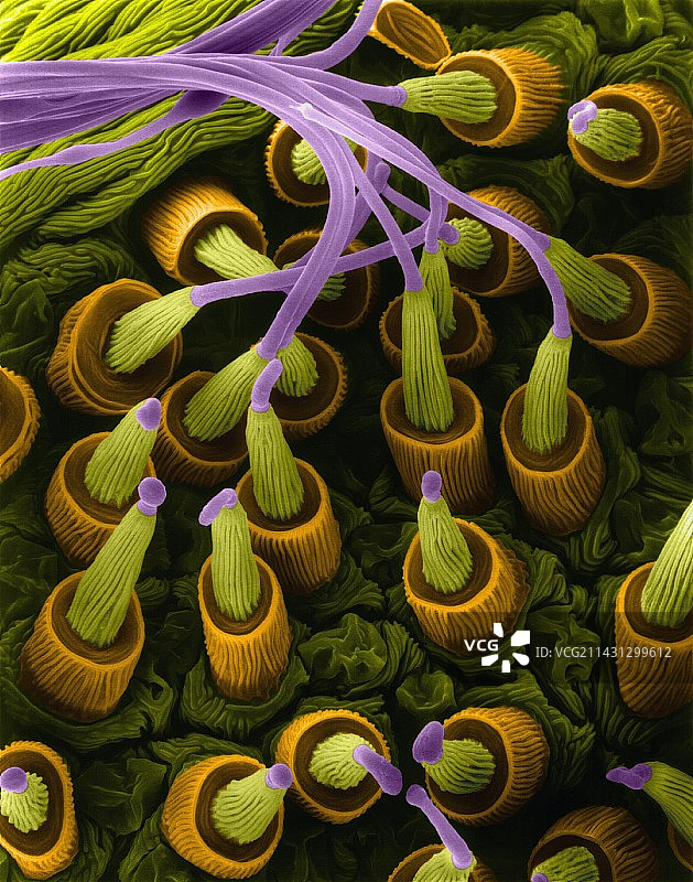 蜘蛛丝腺喷丝头扫描电镜图图片素材