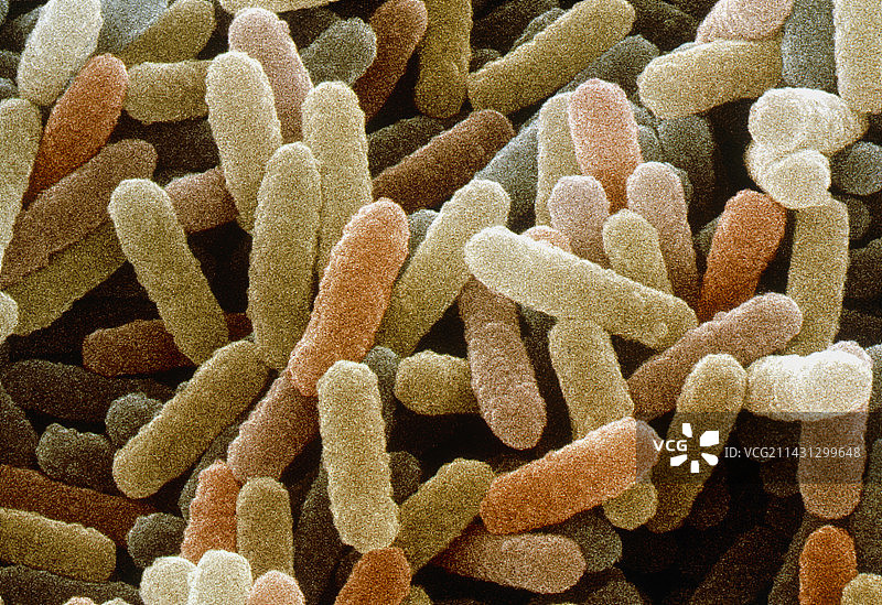 芽孢杆菌的彩色扫描电镜图图片素材