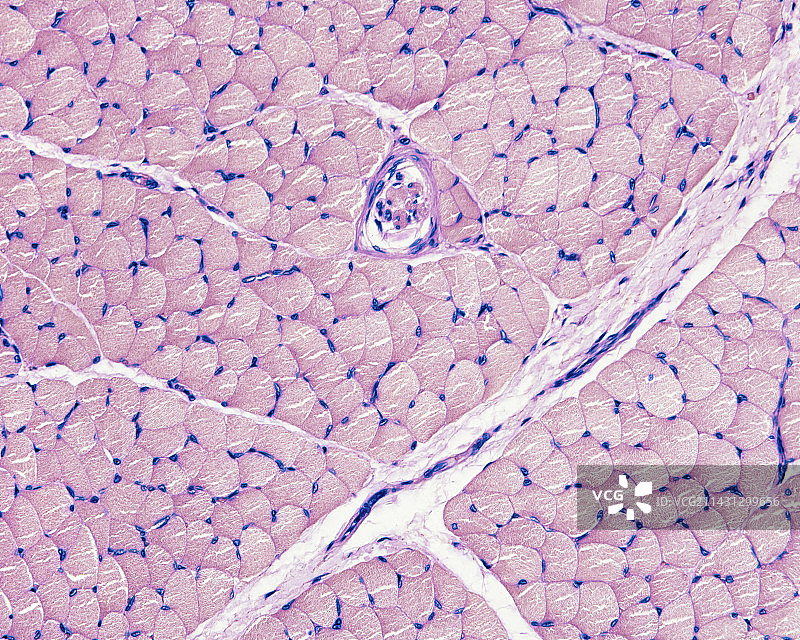 骨骼肌纤维，光学显微照片图片素材