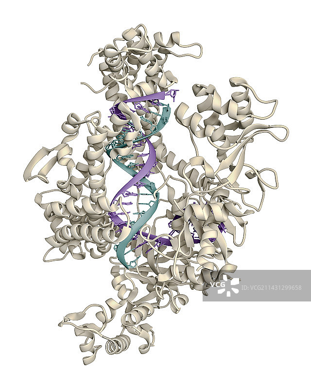 CRISPR-Cas12a蛋白与RNA和靶DNA复合物图片素材