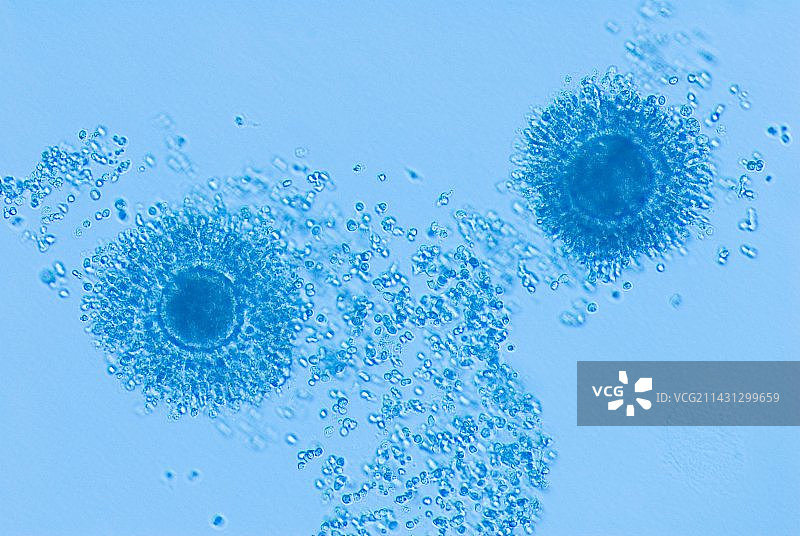 克隆奶牛的核移植图片素材