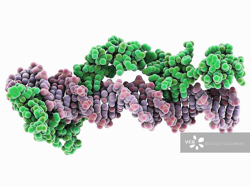 转录因子和核糖体RNA图片素材