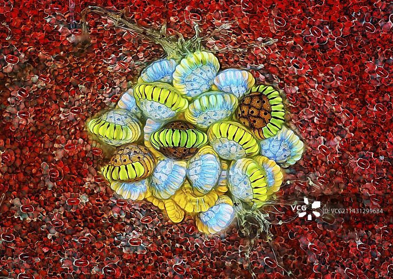 蕨类植物孢子囊群和孢子盒，荧光显微照片图片素材