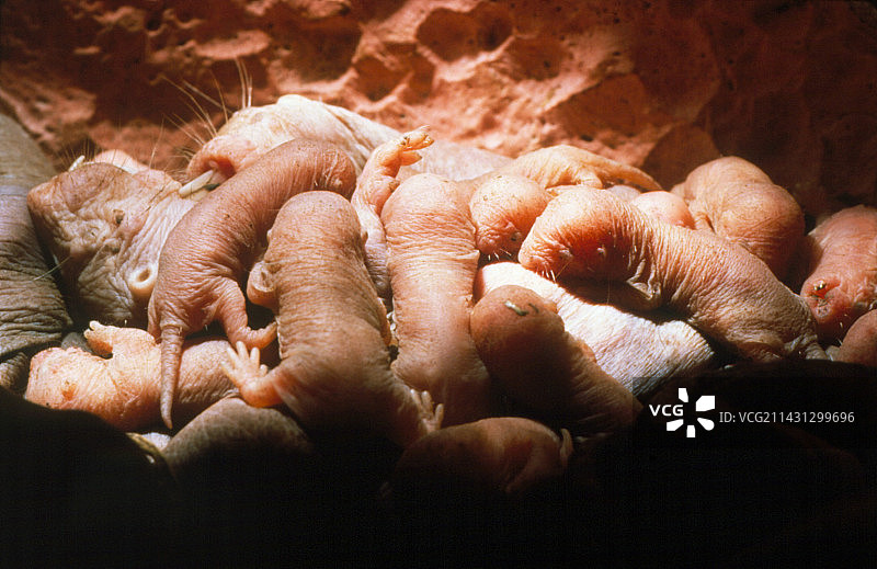 裸鼹鼠幼崽图片素材