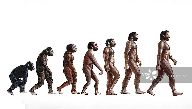 人类进化阶段插图图片素材