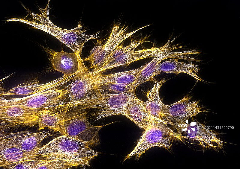 成纤维细胞荧光显微照片图片素材