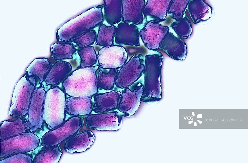 大肠杆菌（透射电镜）图片素材
