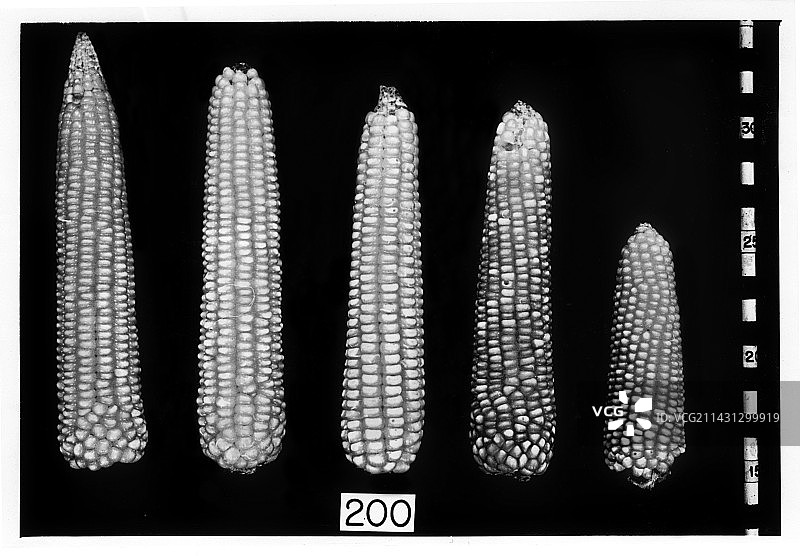 1966年麦克林托克迷宫遗传学研究图片素材