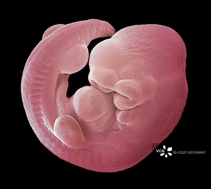 小鼠胎儿扫描电镜图图片素材