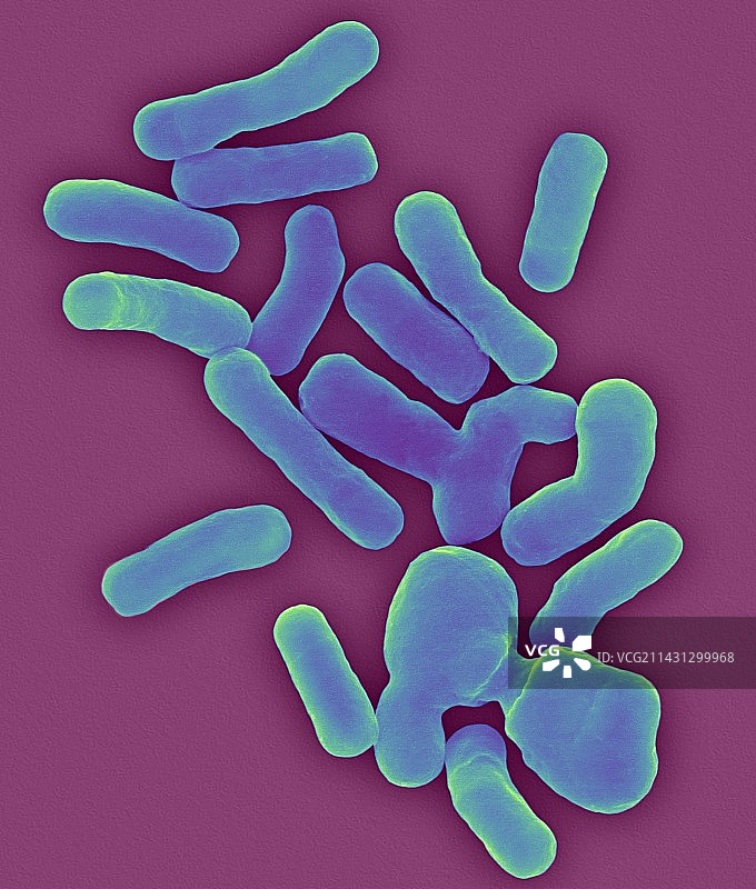 玫红甲基杆菌扫描电镜图图片素材